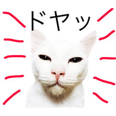 [LINEスタンプ] リアルなにゃんこ