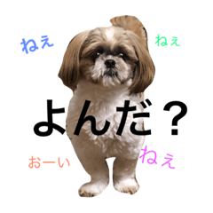 [LINEスタンプ] シーズー  マロンの気ままなまいにち