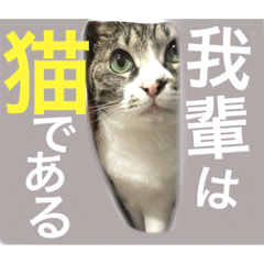 [LINEスタンプ] ざ、とんきち