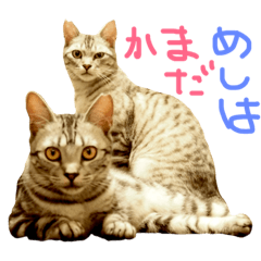 [LINEスタンプ] 悪人顔な兄妹猫のトリコとハイジの画像（メイン）