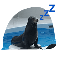 [LINEスタンプ] 写真 日常会話