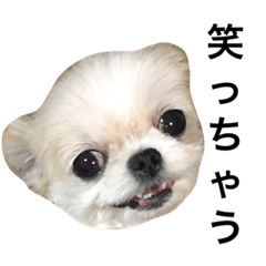 [LINEスタンプ] うりぼう1