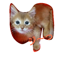 [LINEスタンプ] 猫のソマリのきなこちゃん 