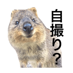 [LINEスタンプ] リアルクォッカ