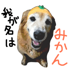 [LINEスタンプ] みかんちゃんのスタンプ