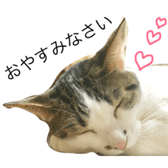 [LINEスタンプ] ミルクの挨拶文