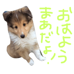 [LINEスタンプ] シェルティのまあちゃん