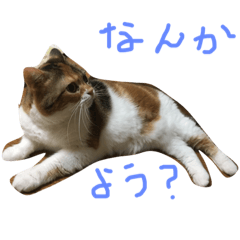 [LINEスタンプ] ももこにゃー