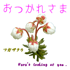 [LINEスタンプ] 花を添えて 4