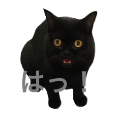 [LINEスタンプ] ヨルクロネコ