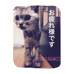 [LINEスタンプ] 直線番長専用