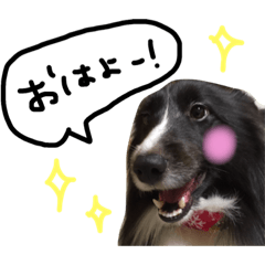 [LINEスタンプ] 白黒シェルティかぐちゃんです