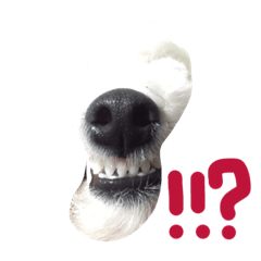 [LINEスタンプ] ボロニーズ犬のベルニーニ4