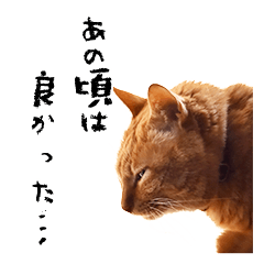 [LINEスタンプ] 猫のおっさん