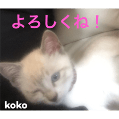 [LINEスタンプ] 白猫koko