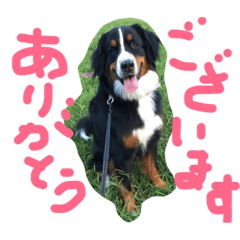 [LINEスタンプ] mojamoja momochan