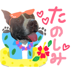 [LINEスタンプ] ピットブル親子3匹の日常会話