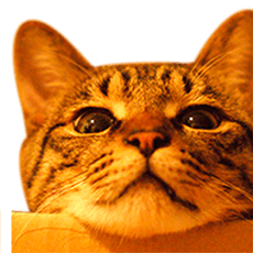[LINEスタンプ] Neko Neko Neko！！！