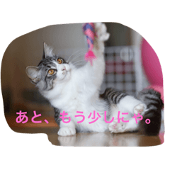 [LINEスタンプ] Good Friends Cats Kai＆Laniの画像（メイン）