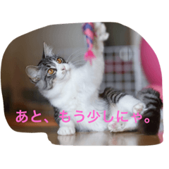 [LINEスタンプ] Good Friends Cats Kai＆Lani