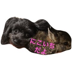 [LINEスタンプ] チワプーの一日♡チワワ×トイプードル