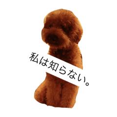[LINEスタンプ] トイプードル TETO