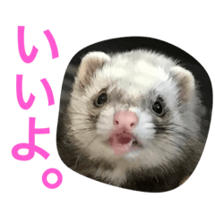 [LINEスタンプ] ルビィの日常会話。