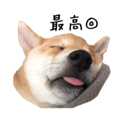 [LINEスタンプ] 柴犬こてつ part3
