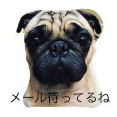[LINEスタンプ] フレブル＆パグ