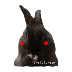 [LINEスタンプ] Rabbit＆3Dog's 2