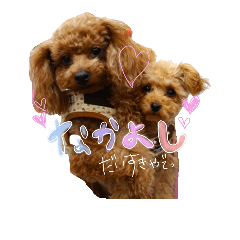 [LINEスタンプ] ゆず♡てぃー(トイプードル)犬スタンプ