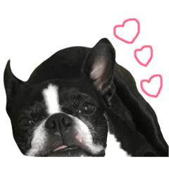 [LINEスタンプ] ボストンテリアのBECK