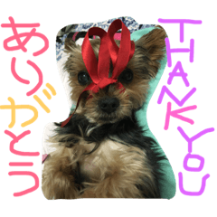 [LINEスタンプ] 黒いヨーキーりゅう