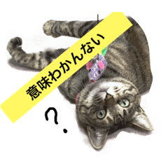[LINEスタンプ] 日本猫とハムスターと子供