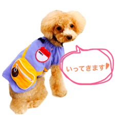 [LINEスタンプ] トイプードルのCOCO