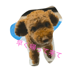 [LINEスタンプ] cocorin