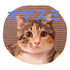 [LINEスタンプ] 三毛スコのココちゃん
