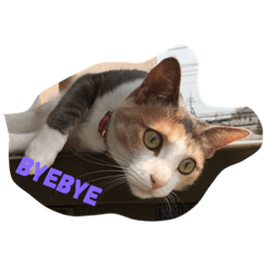 [LINEスタンプ] Salang stamp