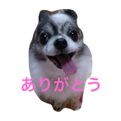 [LINEスタンプ] chihuahua namuchan