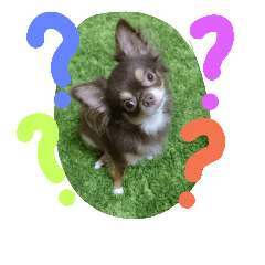 [LINEスタンプ] チャイくん