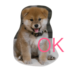 [LINEスタンプ] 柴犬 子犬の福ちゃん