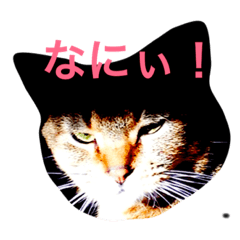 [LINEスタンプ] 癒される猫たち