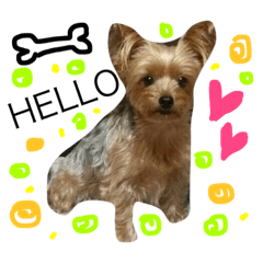 [LINEスタンプ] ヨーキーのここ