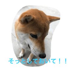 [LINEスタンプ] 柴こて