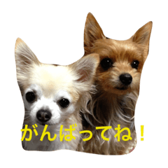 [LINEスタンプ] けいくれちゃん