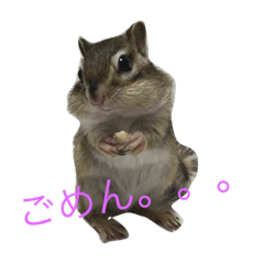 [LINEスタンプ] シマリスのノーチェ2