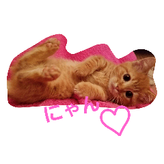 [LINEスタンプ] 殿ちゃん(マンチカン)