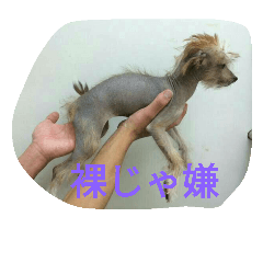 [LINEスタンプ] Chicre  Wan