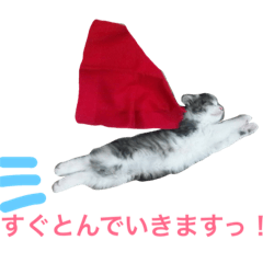 [LINEスタンプ] 猫のちぃ