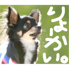 [LINEスタンプ] Ganmo 1